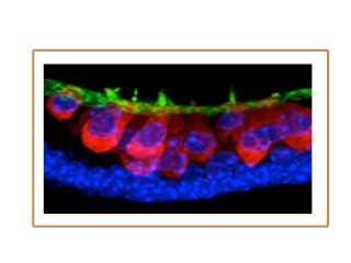 Microscopy News