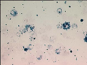 Link to case presentation